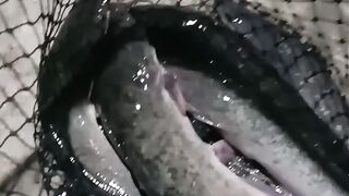 Ready for consumption catfish