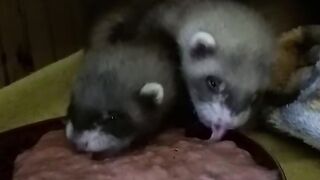 Hembra de Hurón Dulce Lista para Adopción en España