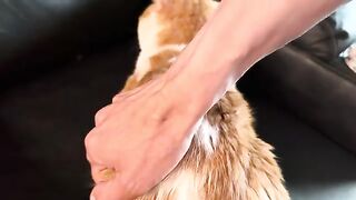 Fur mussin purr fusser