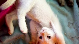Cute Cat Videos Compilation 😻 | Funny, Adorable & Heartwarming Cat Moments 2026