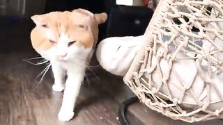 Petester