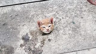 Rescue cats