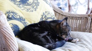 Cute Cat Videos 😻 | Funny & Adorable Cats Compilation 2026 | Must Watch!
