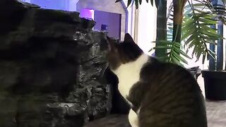 Bird  CATS