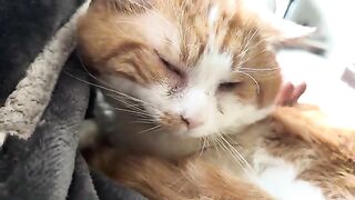 Heavy purring
