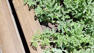 Watermelons are ready to be picked at the Plant Education Center #gardening #garden #watermelon