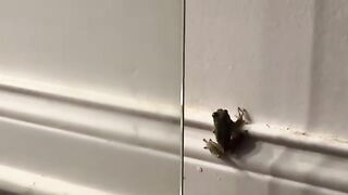 Enter kermit
