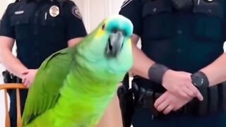 This Parrot Roasted The Police And Got Away With It 😭 | Ranking