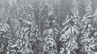 Olympic Winter Games Milano Cortina 2026 - aerial view of snow covered winter forest | Trending