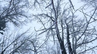 Winter Coat - winter forest canopy with snow covered trees | Trending HD Video