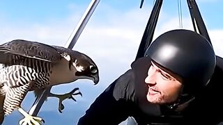 This Shouldn't Be Possible #falcon #hangliding