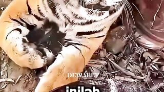 99% Orang Tidak Tahu Fakta Harimau Ini!