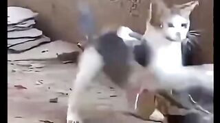 Survival Battle