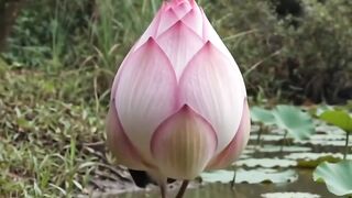 Bird or Flower?