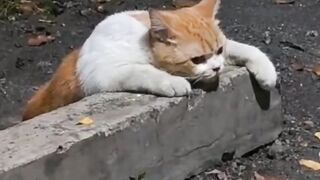 kucinggg 2