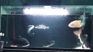 Aqurium ikan