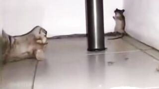😂 😂 🤸‍♂️