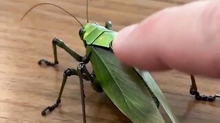 Wow #Viral #video #call #febspot #upload
