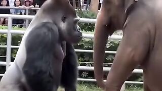 Monkey and Elephant