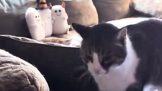 The Cats of VanRaptor