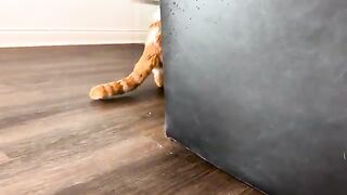 He chirps