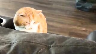 Catbear
