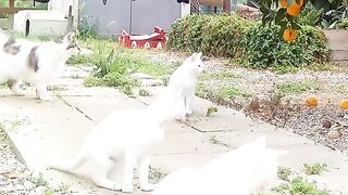 The Good Old Days With The Cats