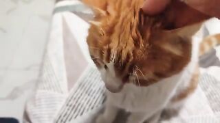 A regular chat with the Tiger