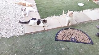 The cats are impatient for their dinner