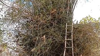 Ori kecil