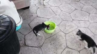 Rescue Cat Adventures During Tree Watering