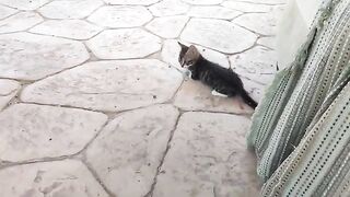 2 minutes of Kitten Zico playing with something brown 🟤 and sticky - 2 minutes to lift your mood