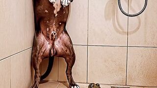 Frog and Dog