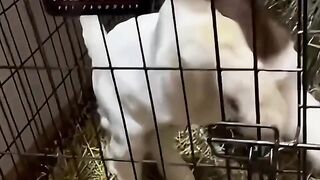 ​"When Your Energy Level is 100% Baby Goat On a Bed