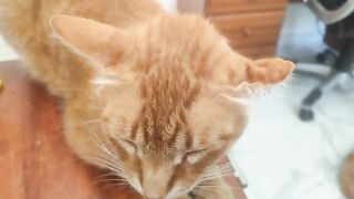 Max and that ear