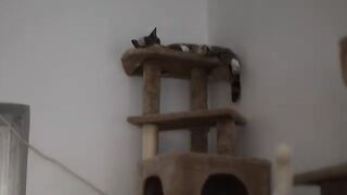 Catnip Hall KittyTV News