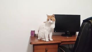 Today's News - Catnip Hall Wednesday 3rd June 2026
