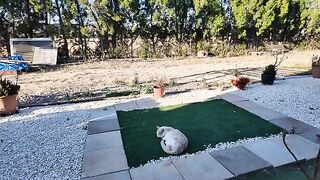 An Evening Stroll with the Fur Balls
