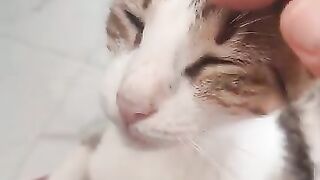 I'm having Leo surgically removed next week
