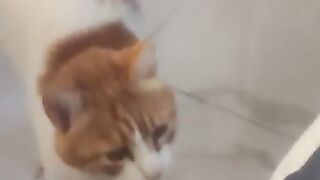 Do the Tiger