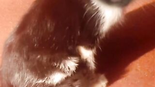 Little cat 11