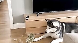 Cat Broke the Vase, Dog Got Blamed! 😅 | Funny Cat and Dog Moment #shorts #funny #cat