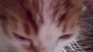 Kitten lovers 2