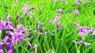 Beautiful nature 338
