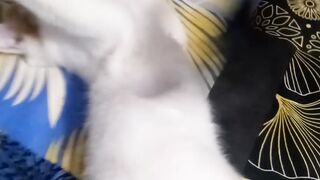Little kitten 3