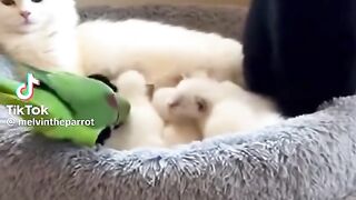 So Cute Cat Babies