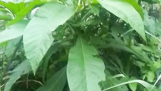 La plante venimeuse Sekou Toure