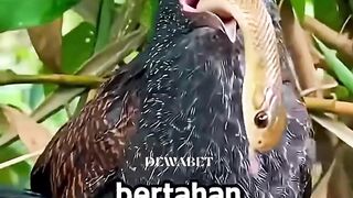 Jangan Tertipu! Hewan-Hewan Ini Sebenarnya Masih Hidup