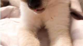 kucing 25