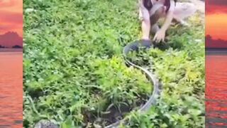 kecil kecil cabe rawit ini